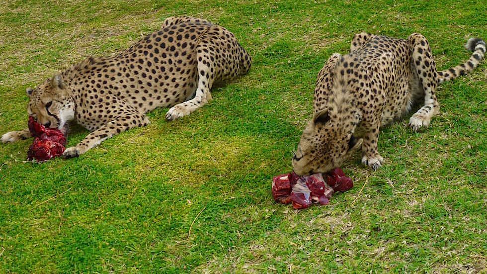 Geparden Fütterung Otjitotongwe Cheetah Park - Namibia Afrika