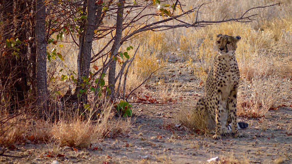  Otjitotongwe Cheetah Park Geparden Gehege - Namibia Afrika