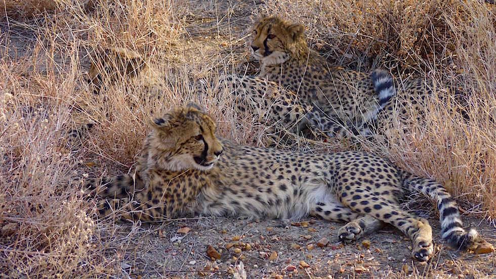 Außengehege Otjitotongwe Cheetah Park - Namibia Afrika