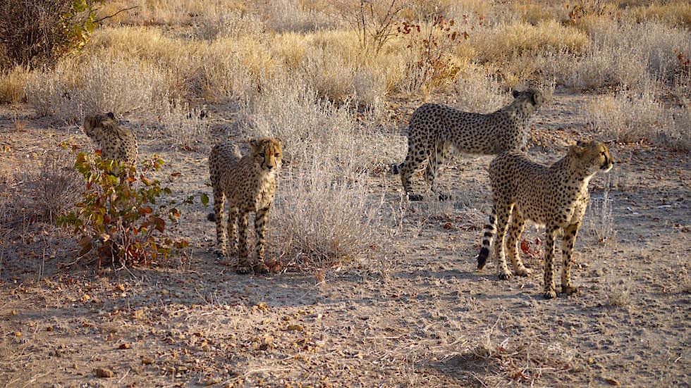 Geparden Namibia