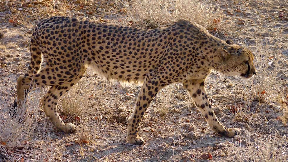 Geparden Schutzprojekte Namibia