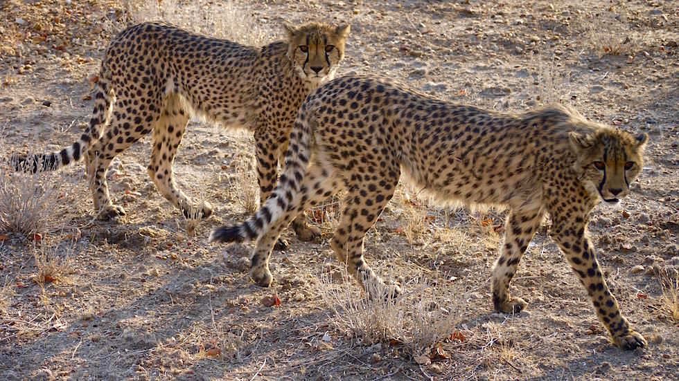 Geparden Otjitotongwe Cheetah Park - Namibia Afrika