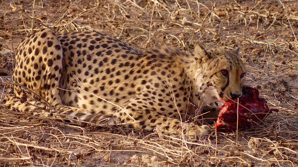 Geparden beim Fressen - Geparden Farm - Namibia Afrika