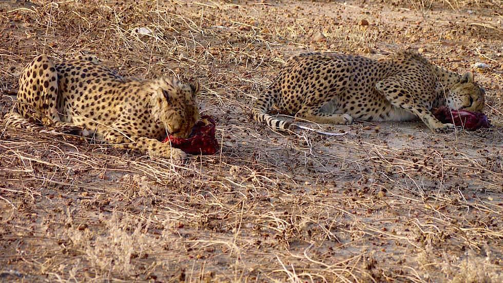 Geparden Farmen und Schutzprojekte in Namibia Afrika