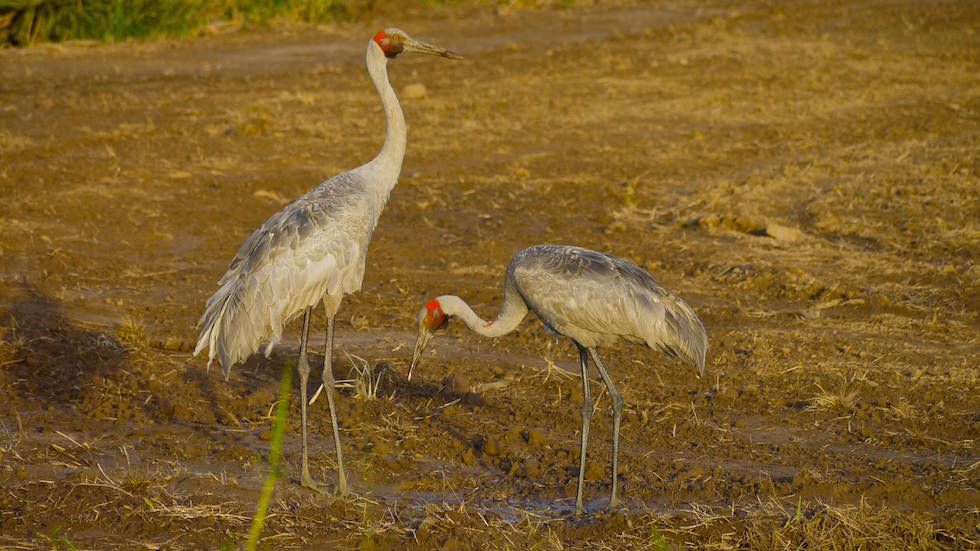 crains near cape hillsborough