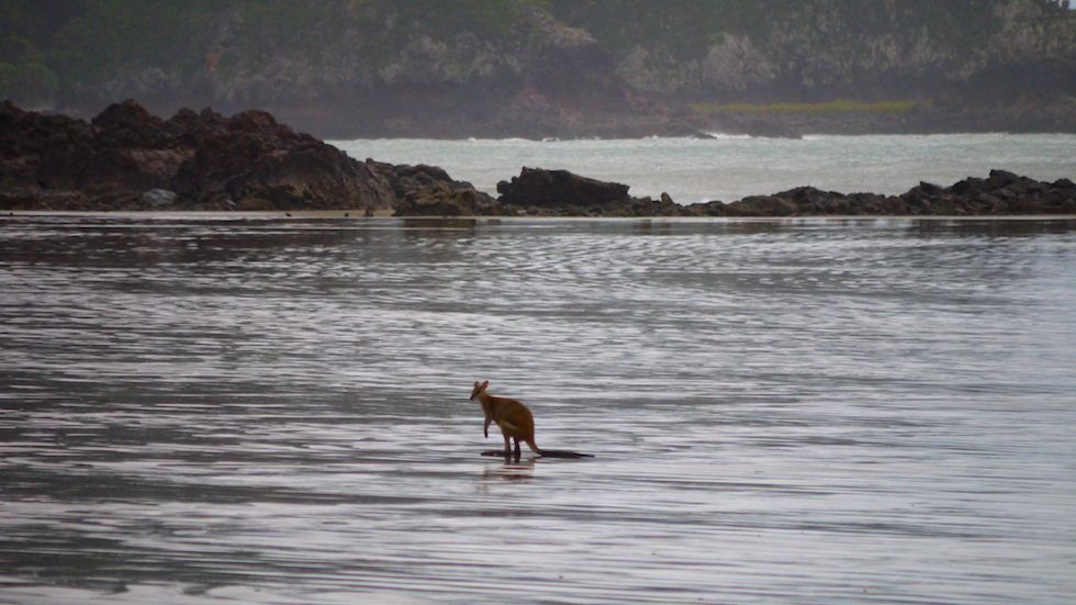 kangaroo in the ocean - cape hillsborough - North Queensland
