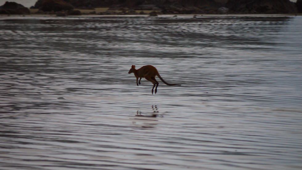kangaroo in the ocean - cape hillsborough - Queensland