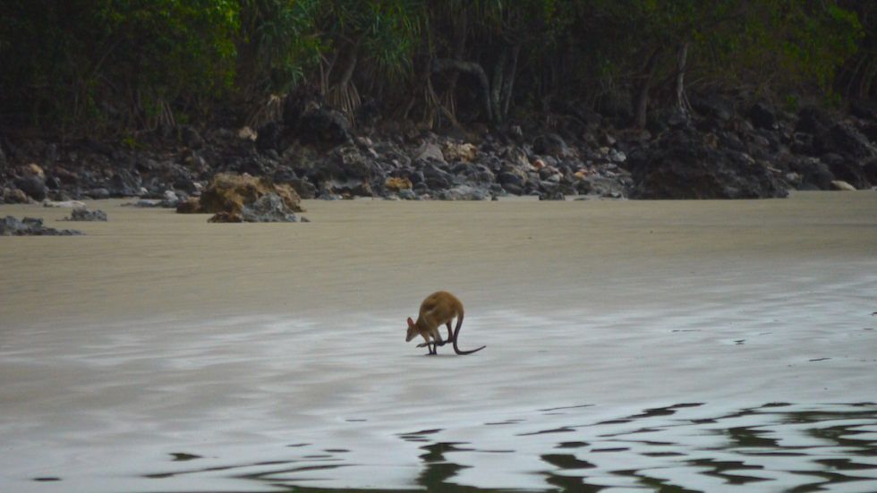 kangaroo at cape hillsborough - North Queensland