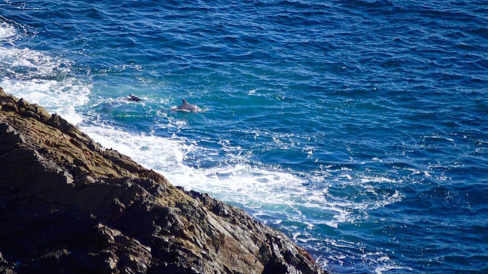 Delfine bei Bennetts Head Forster - Forster Tuncurry - Great Lakes New South Wales