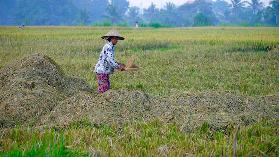 Reisernte - Von Ubud nach Lovina - Bali, Indonesien
