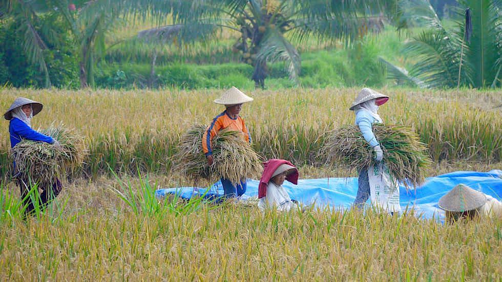 Reisfelder Arbeit - Von Ubud nach Lovina - Bali, Indonesien