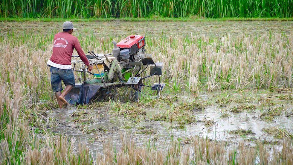 Feldarbeit - Von Ubud nach Lovina - Bali, Indonesien