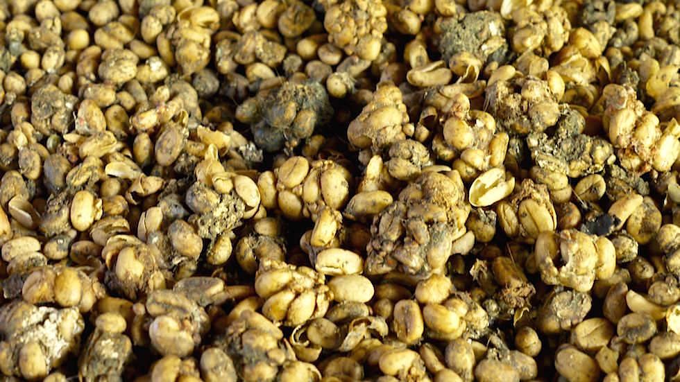 Luwak Kaffee - Von Ubud nach Lovina - Bali, Indonesien