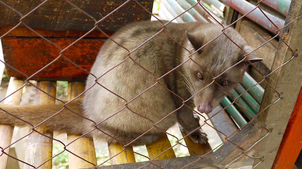 Luwak Katzen - Von Ubud nach Lovina - Bali, Indonesien