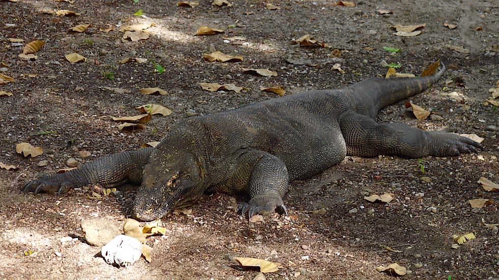 Komodowaran auf Komodo Island Komodo Nationalpark Indonesien