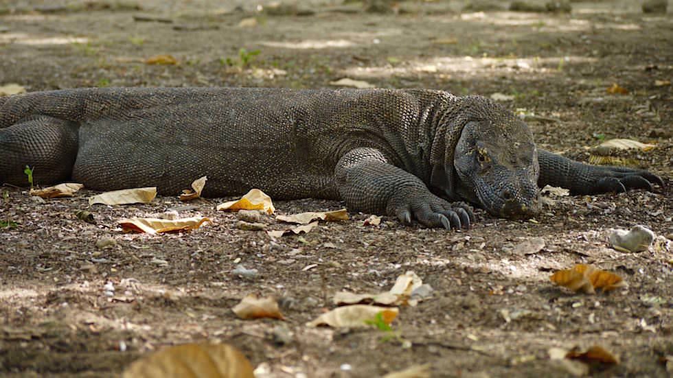 Komodo Dragon im Komodo Nationalpark Indonesieen