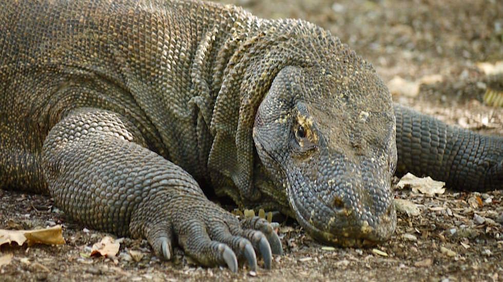 Komodo Dragon auf Komodo Island Indonesien