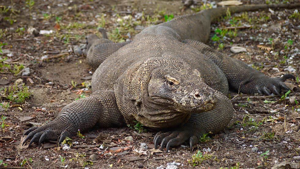 Komodowaran auf Komodo Island Komodo Nationalpark Indonesien