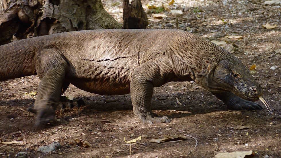 Komodo Dragon auf Komodo Island Komodo Nationalpark Indonesien