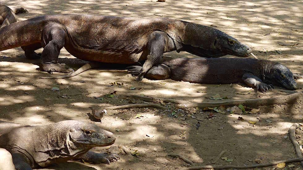Komodo Dragon auf Rinca Island im Komodo National Park Indonesia