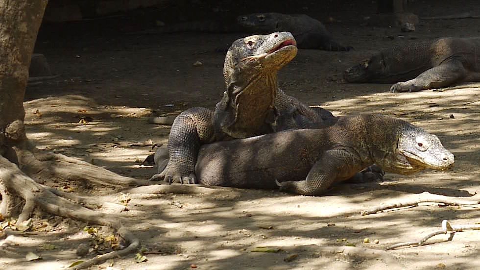 Komodo Dragon - Lets make Love auf Rinca Island im Komodo National Park Indonesia