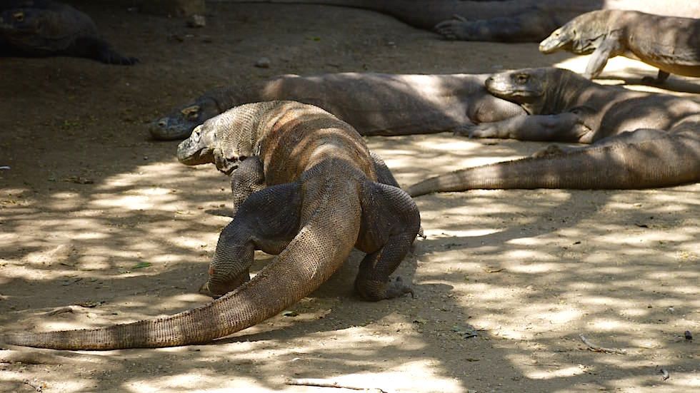 Komodowaran Rinca Island im Komodo National Park Indonesia