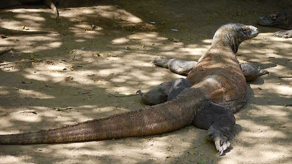 Komodo Dragon auf Rinca Island Komodo National Park Indonesien