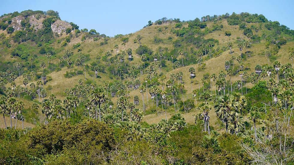 Rinca Island im Komodo National Park Indonesia