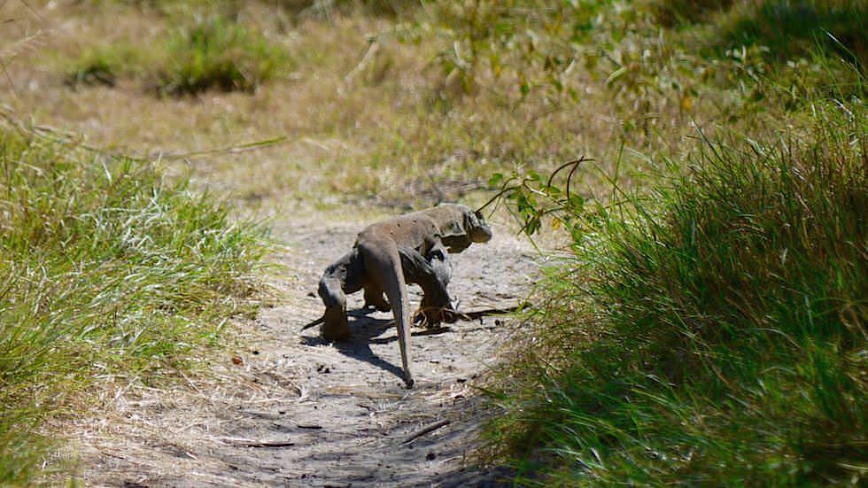 Junger Komodowaran auf Rinca Island Komodo Nationalpark Indonesien