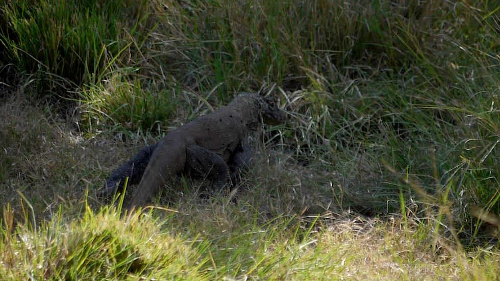 Junger Komodowaran auf Rinca Island Komodo Nationalpark Indonesien