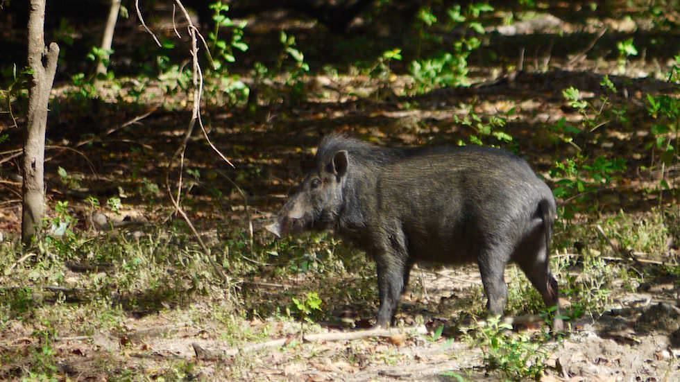 Wildschwein auf Rinca Island Komodo Nationalpark Indonesien