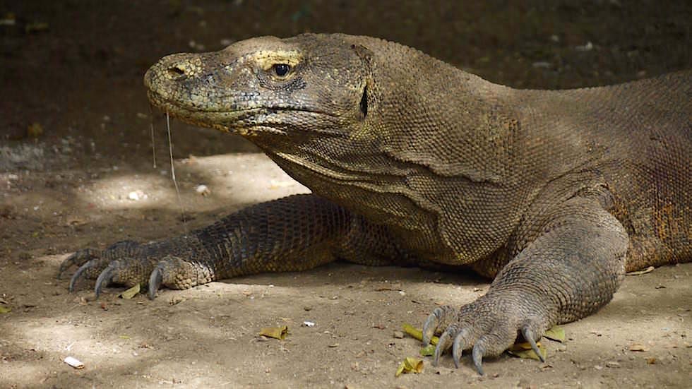 giftiger Speichel Komodowaran