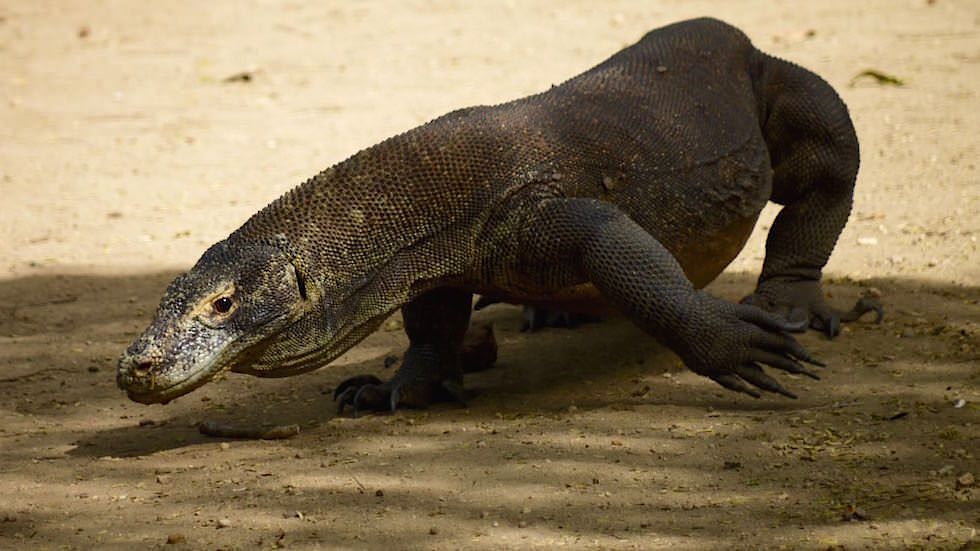 Komodo Drachen Komodo Nationalpark Indonesien