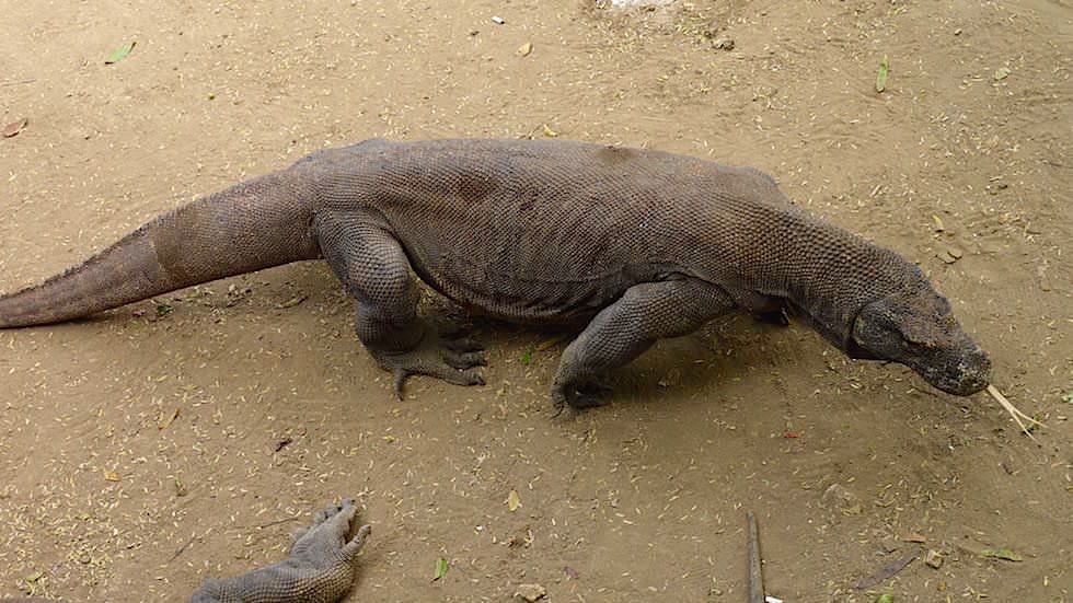 Komodowaran auf Rinca Island Komodo Nationalpark Indonesien