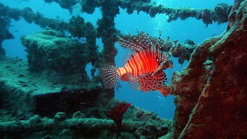 wrack tauchen Küste bei Amed Bali Indonesien