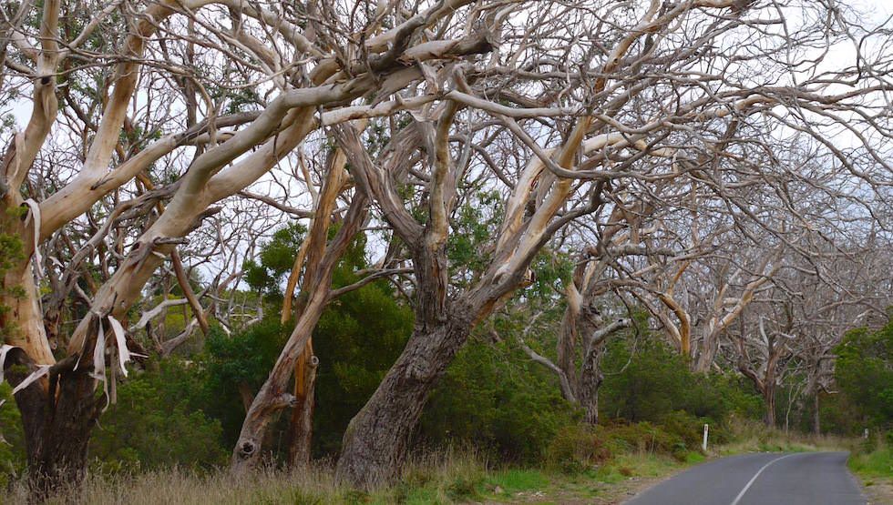 Nacked Trees Cape Otway NP