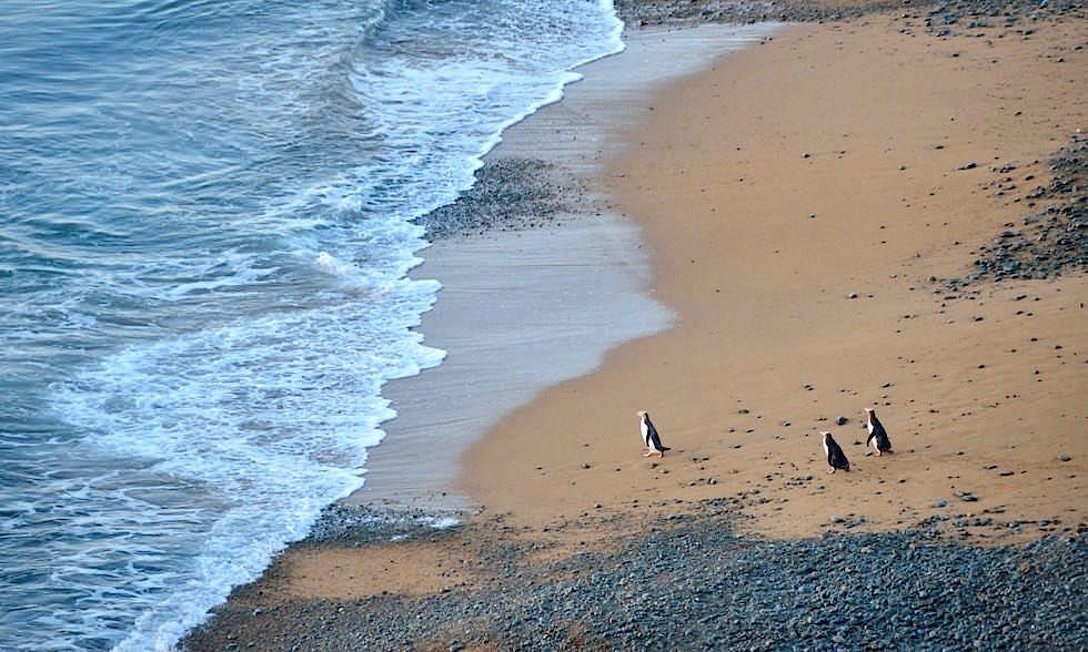 oamaru pinguine