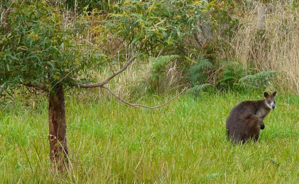 Cape-Otway-Wallaby