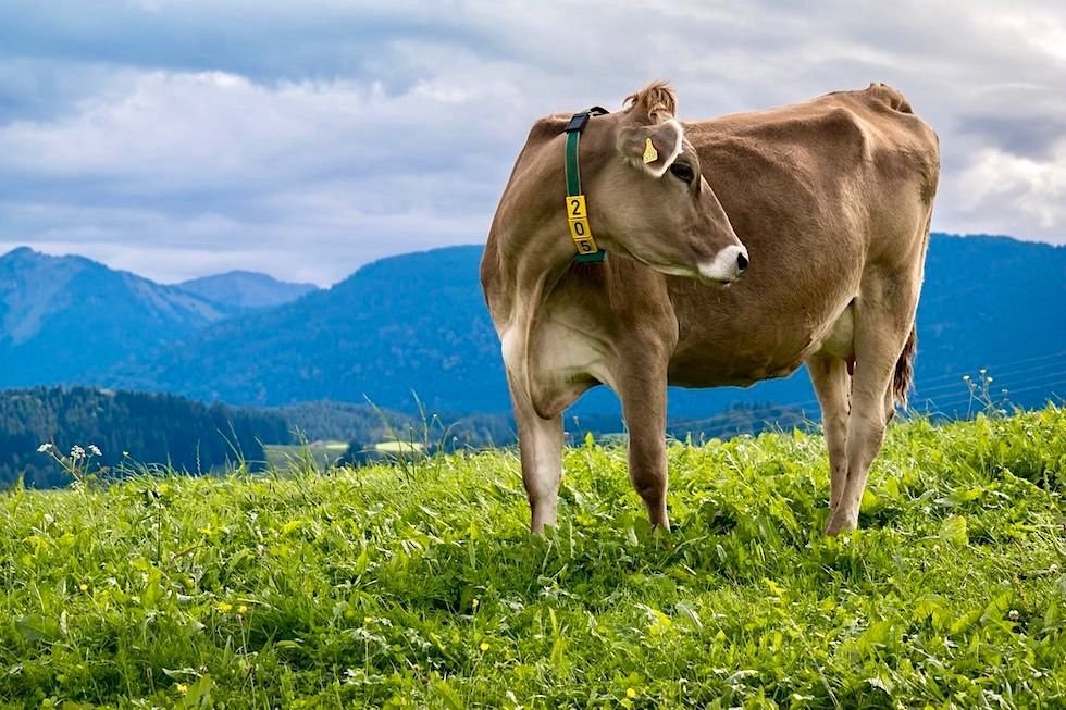 Allgäu - Typische Braunkuh auf der Wiese - Bayern