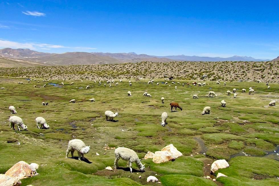 Arequipa nach Chivay - Pampa Canahuas - Peru