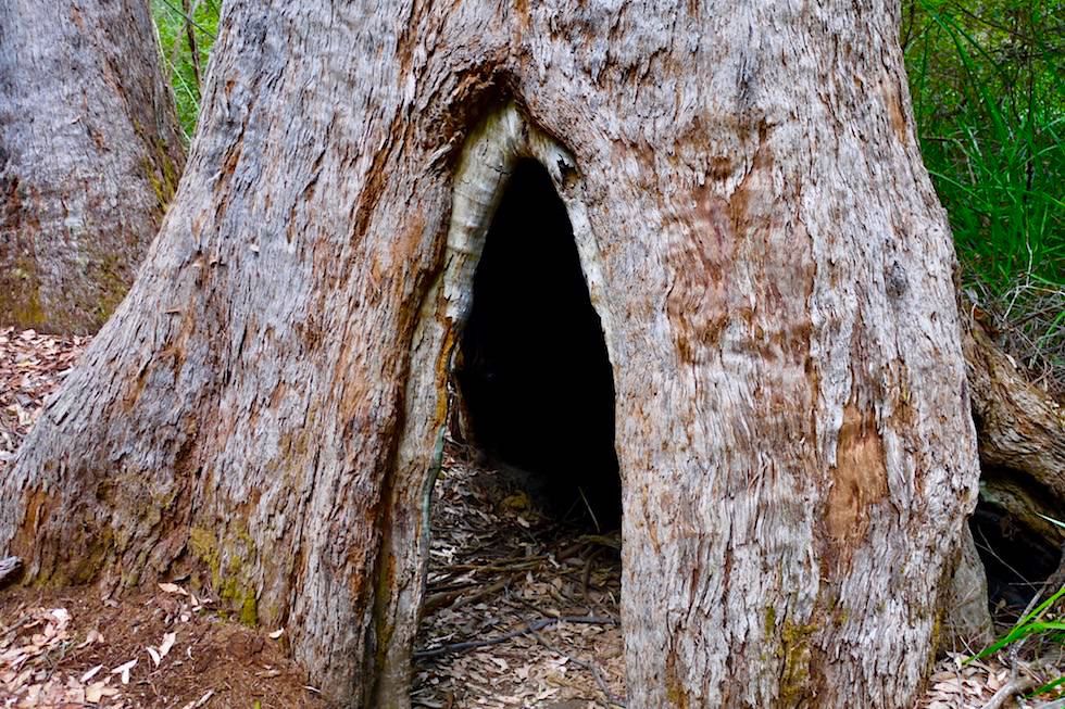 Barke Tingle Tree beim Ancient Empire Walk - Valley of Giants & Tree Top Walk - Western Australia