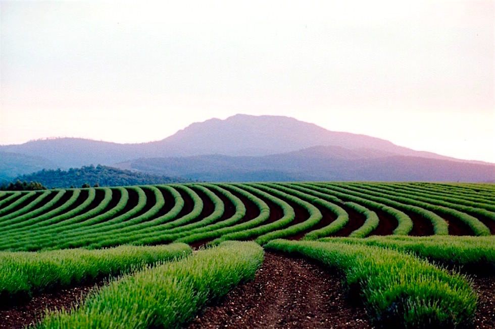 Lavendelfelder Frühjahr - Bridestowe Lavender Farm - Tasmania