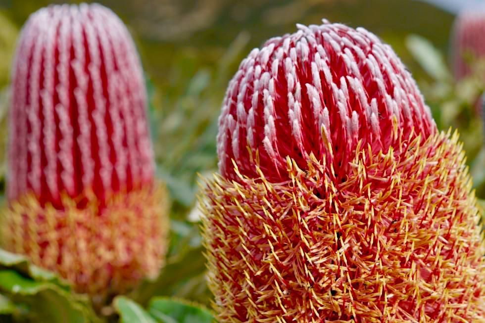 Firewood Banksia - Mt Lesueur - Western Australia