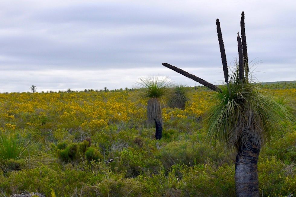 Grasstree & Bush - Lesueur NP - Western Australia