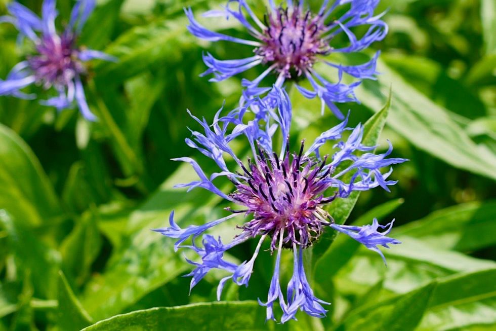 Kurpark Bad Wörishofen - wunderschöner Aroma- und Duftgarten - Allgäu - Bayern