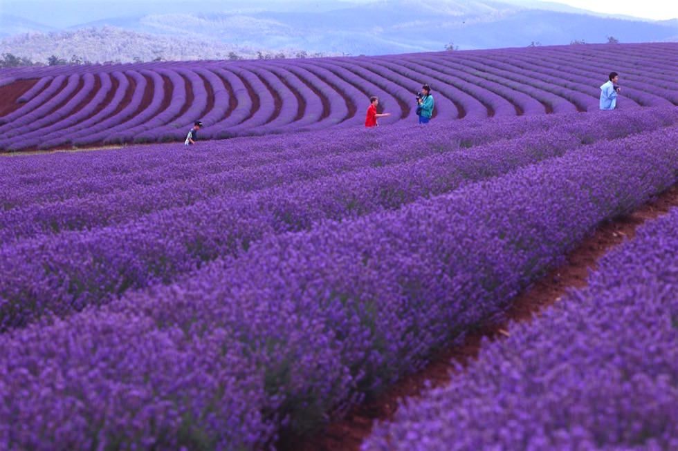 Lavendelfelder Blüte - Bridestowe Lavender Farm - Tasmania