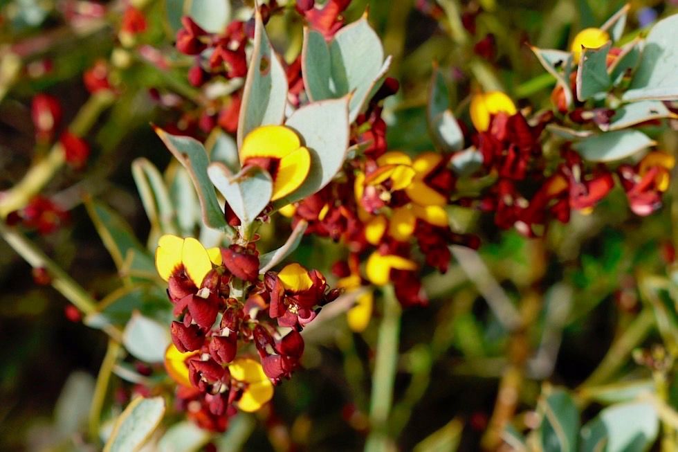 Mirbelieae - Wildblumen im Lesueur National Park - Western Australia