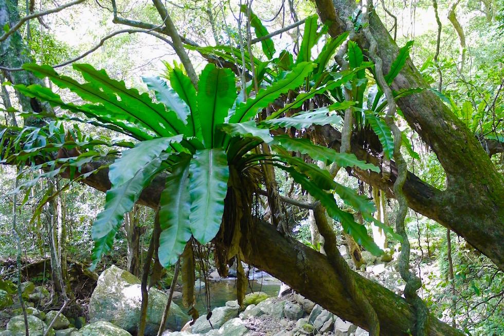 Riesige Baumfarne im Minnamurra Rainforest - nahe Kiama - New South Wales
