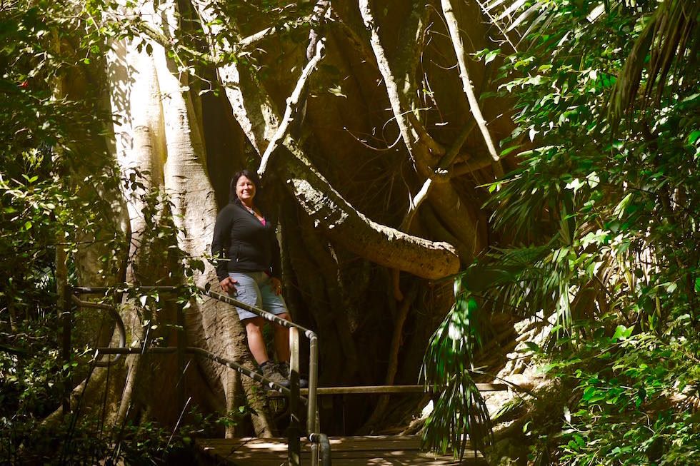 Größenvergleich: Riesenwurzeln - Minnamurra Rainforest bei Jamberoo - New South Wales