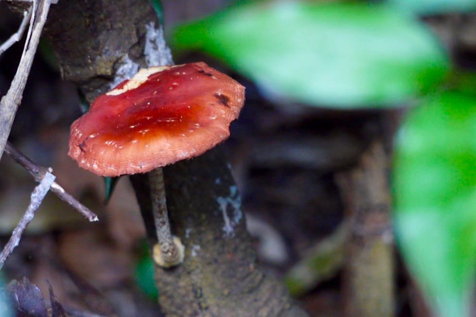 Roter Pilz - Minnamurra Rainforest - New South Wales
